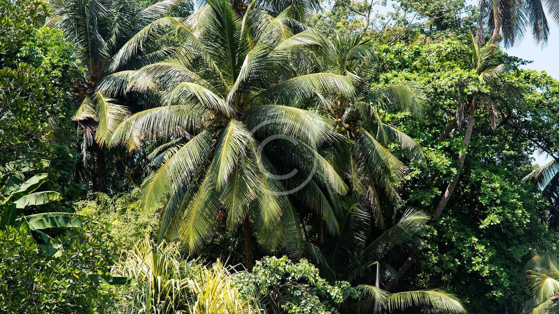 Tropical Forest Ecology & Conservation - EREF